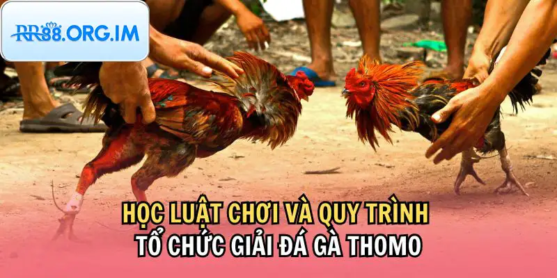 Hiểu lối đánh gà giúp cá cược chính xác hơn