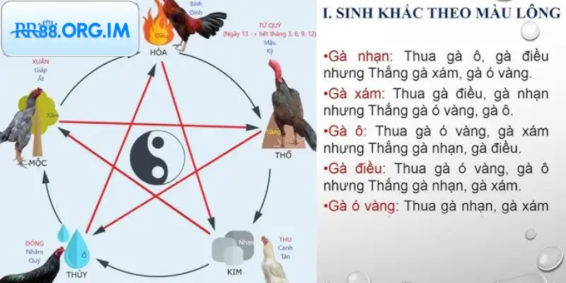 Lông gà là yếu tố đầu tiên giúp nhận diện màu mạng