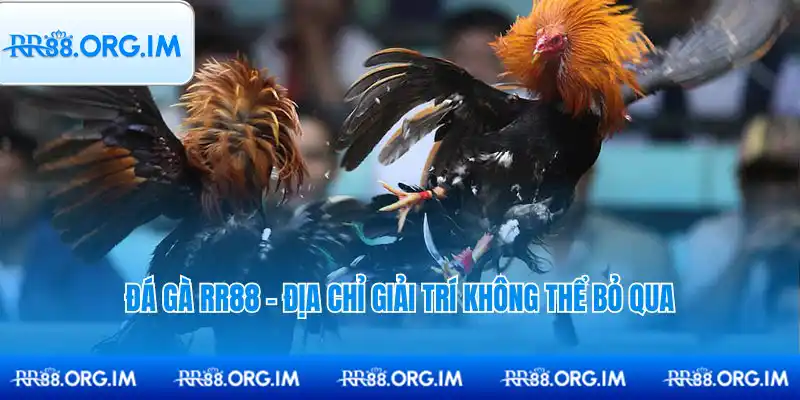 Trò chơi dân gian đá gà giờ đã có mặt trực tuyến