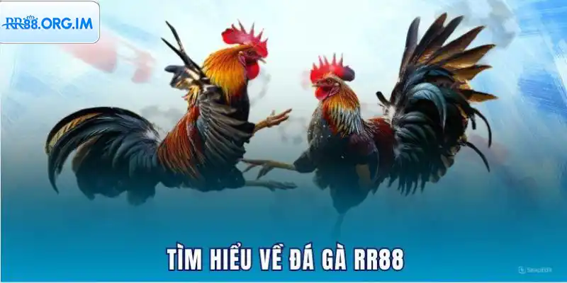 Cảm nhận hồi hộp qua các trận đấu quốc tế đỉnh cao